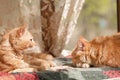 two red cat Royalty Free Stock Photo