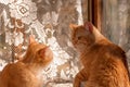 Two red cat playing Royalty Free Stock Photo