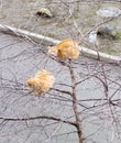 Two red cat on a spring tree Royalty Free Stock Photo