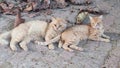 two red cats lie together on the street, pets Royalty Free Stock Photo