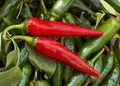 Two red cayenne peppers Royalty Free Stock Photo