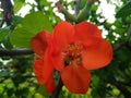 Two red chaenomeles flowers with green leaves Royalty Free Stock Photo