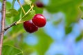 two red cherries on a branch Royalty Free Stock Photo