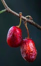 Two red cherries on a branch Royalty Free Stock Photo