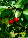 Two red cherries on a green leaf background Royalty Free Stock Photo