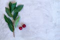 Two red cherries with green leaves isolated on a grey concrete background Royalty Free Stock Photo