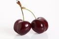 Two red cherries with handles Royalty Free Stock Photo