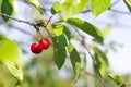 two red cherries are hanging on a branch with green leaves Royalty Free Stock Photo