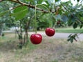 Two red cherries hanging on a branch Royalty Free Stock Photo