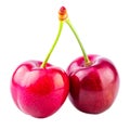 Two red cherries held together by a green branch Royalty Free Stock Photo