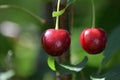 Two red cherries shining in the sun Royalty Free Stock Photo