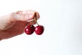 Two red cherry in hand on white background Royalty Free Stock Photo