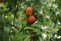 Two red cherry plums on a tree branch Royalty Free Stock Photo