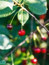 Two red cherry ripe fruits on tree Royalty Free Stock Photo