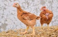 two red chickens poultry hen standing straw bale front white concrete background
