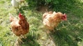 Two red chickens in south west germany on a farm