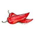 Two red chili peppers on a white background. Watercolor. Vector. Isolate. Royalty Free Stock Photo