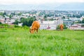 Two red cows grazing on a juicy meadow