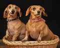 Two Red Dachshunds In Wicker Basket With Copyspace