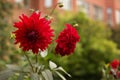 Two red dahlias close up on a blurred green background. Macro Royalty Free Stock Photo