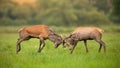 Two red deer stags fighting against each other using antlers and pushing hard