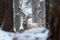 Two red deer stags in winter forest with snow Royalty Free Stock Photo
