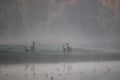 Two red deer families standing on river coast in fog