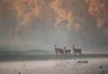 Two red deer families standing on river coast in fog