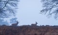 Two red deer in misty heather in winter.