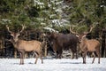 Two Red Deer And One European Bison Wisent . Two Males Of A Red Deer In Focus And Large Brown Bison Behind Them Out Of Focus Royalty Free Stock Photo