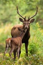 Two red deer smelling in forest in summertime nature Royalty Free Stock Photo