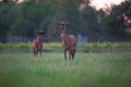 Two red deer stag in spring meadow near vineyard. Royalty Free Stock Photo