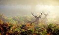 Two Red deer stags in the bracken Royalty Free Stock Photo