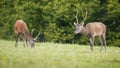 Two red deer stags grazing on green meadow in nature Royalty Free Stock Photo