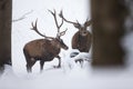 Two red deer stags wading through deep snow in winter forest Royalty Free Stock Photo