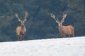 Two red deer standing on snowy field in wintertime Royalty Free Stock Photo