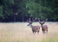 Two red deers walking on meadow