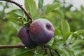 Two red delicious apples ready to be picked off the tree Royalty Free Stock Photo