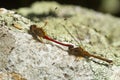 Two red dragonflies attached by clasping, in Sunapee, New Hampshire