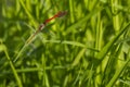 Two red dragonflies mating in flight