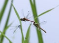 Two red dragonflies mating in flight
