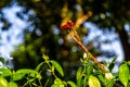 two red dragonflies perched on a tree branch Royalty Free Stock Photo