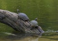 Two Red-eared pond slider turtles on a log enjoying the sun in a river in Watercrest Park, Dallas, Texas Royalty Free Stock Photo