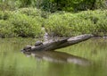 Two Red-eared pond slider turtles on a log enjoying the sun in a river in Watercrest Park, Dallas, Texas Royalty Free Stock Photo