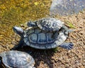 Two Red Eared Terrapin Trachemys scripta elegans turtles sit on top. A small reptile climbed onto a large, turtles in nature