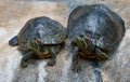 Two red-eyed turtles sitting on a rock Royalty Free Stock Photo