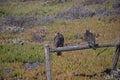 Two red faced California Condors