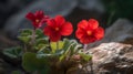 Two red fairy primroses on rock in sunny day. Soft focus macro photo of a blooming red fairy primrose.