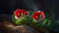 Two red fairy primroses on rock in sunny day. Soft focus macro photo of a blooming red fairy primrose.