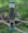 Two Red Finches on Bird Feeder Royalty Free Stock Photo